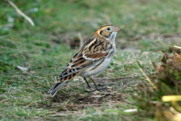 Lapland Bunting