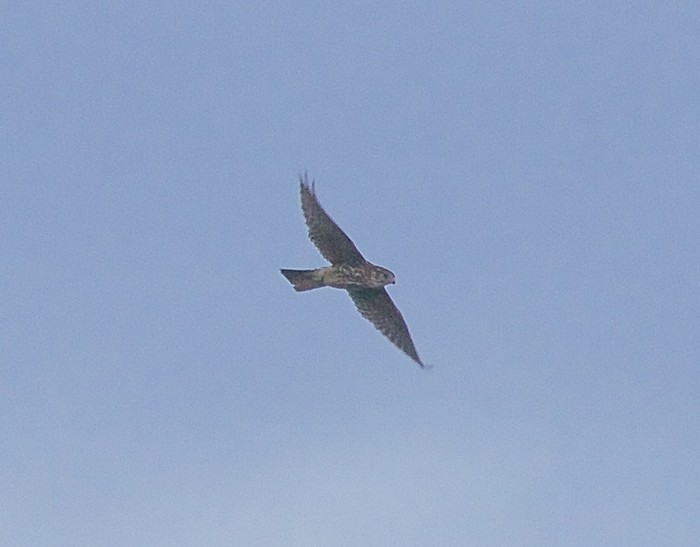 Merlin