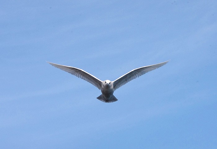 Iceland Gull