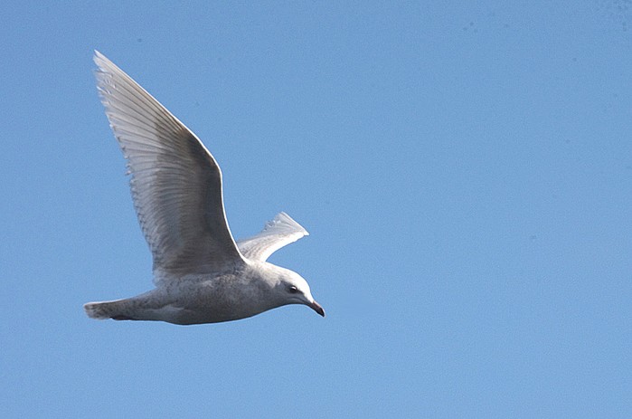 Iceland Gull