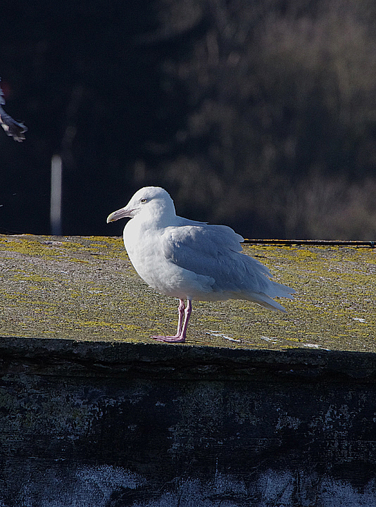 Glaucous Gull