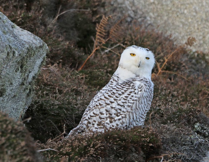 Snowy Owl