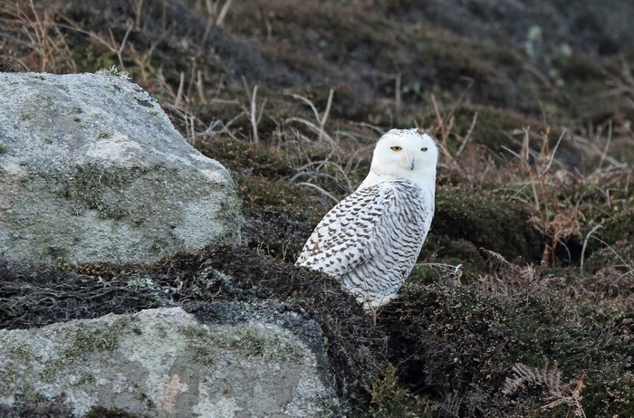 Snowy Owl