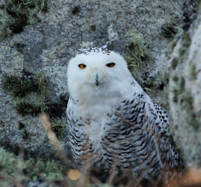 Snowy Owl