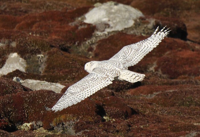 Snowy Owl