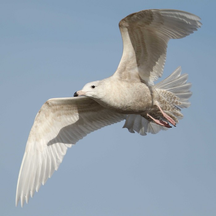 Glaucous Gull