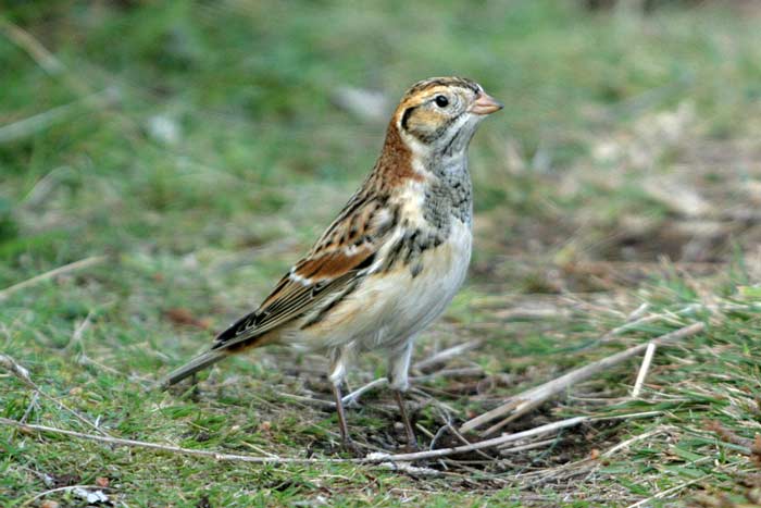Lapland Bunting
