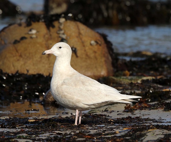 Glaucous Gull
