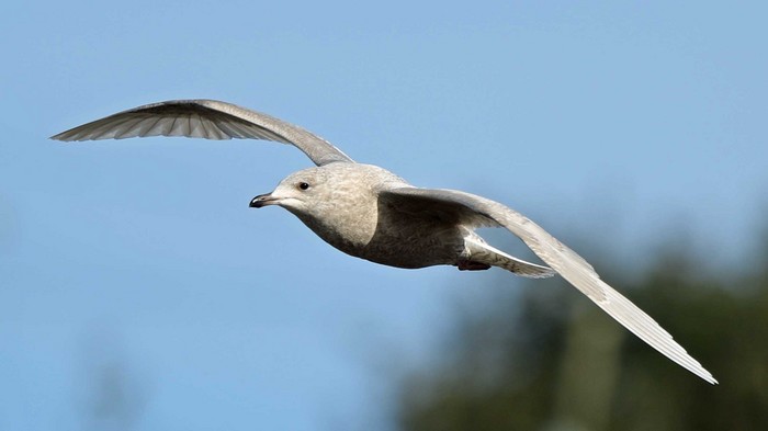 Iceland Gull