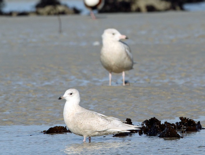 Iceland Gull