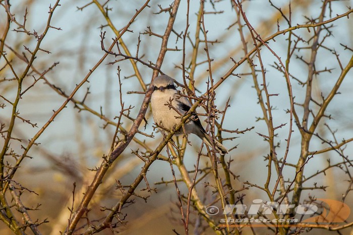 Great Grey Shrike