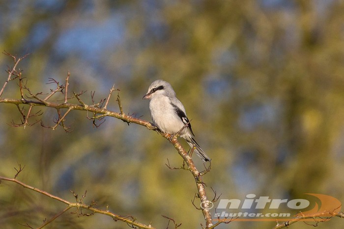 Great Grey Shrike