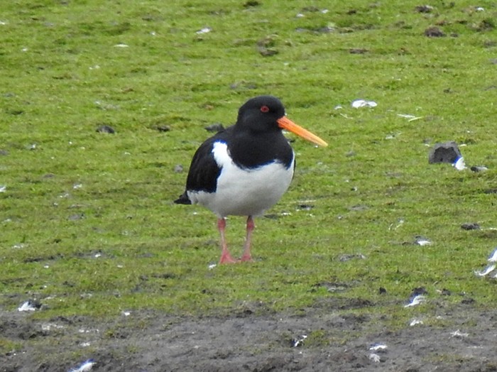 Oystercatcher