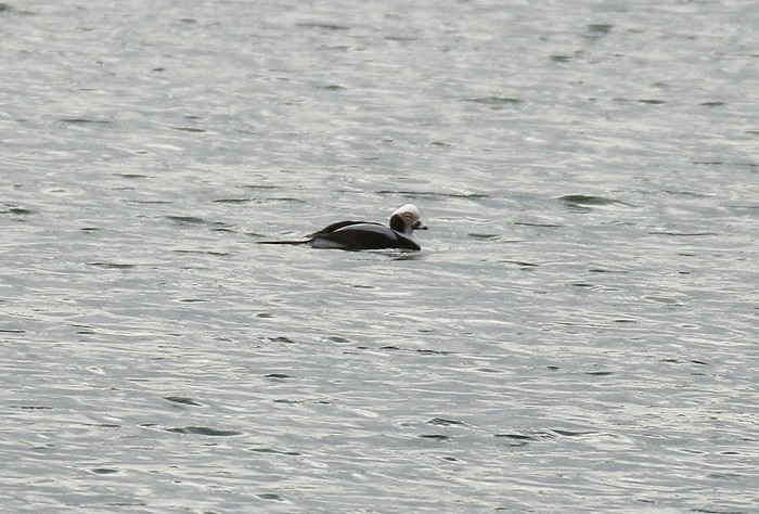 Long-tailed Duck
