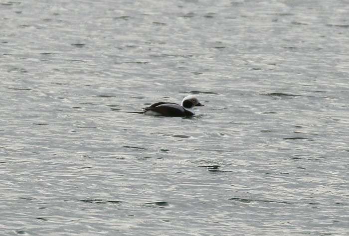 Long-tailed Duck