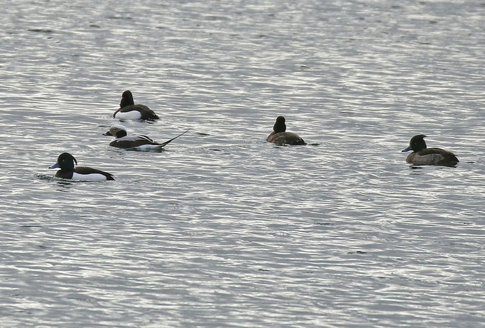 Long-tailed Duck