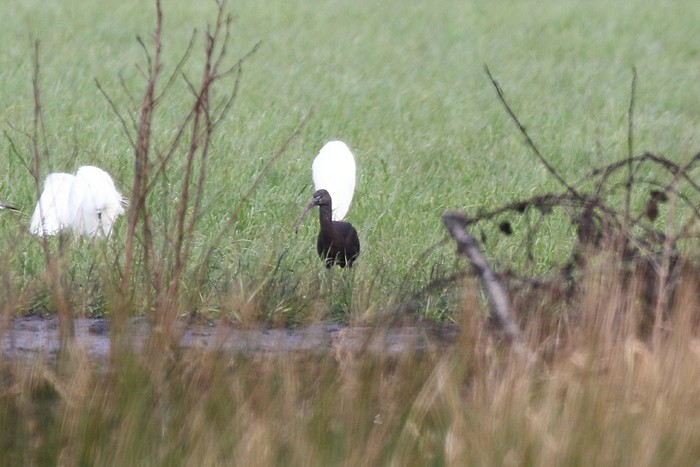 Glossy Ibis