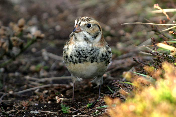 Lapland Bunting