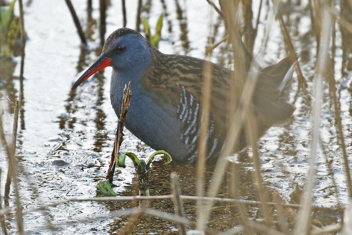 Water Rail