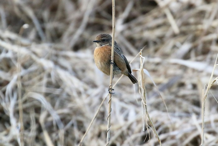Stonechat