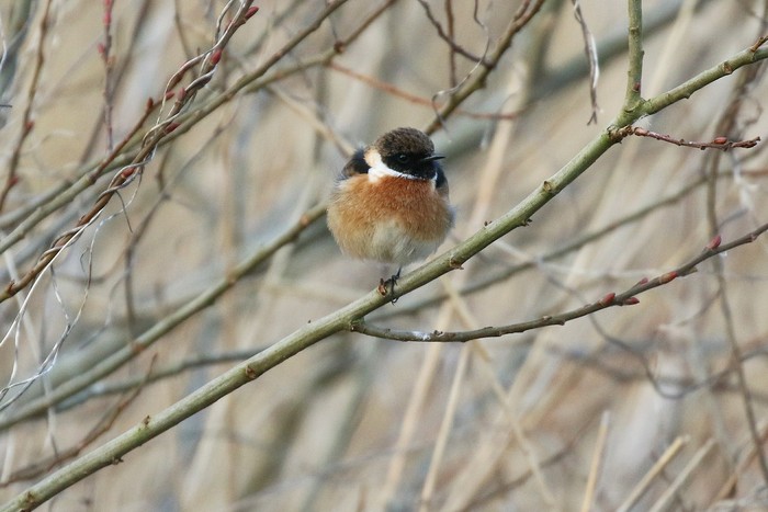 Stonechat
