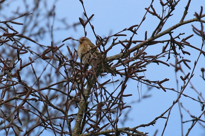 Lesser Redpoll