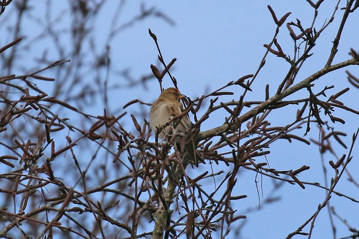 Lesser Redpoll
