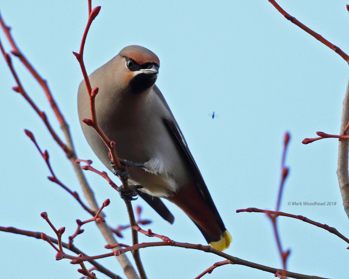 Waxwing