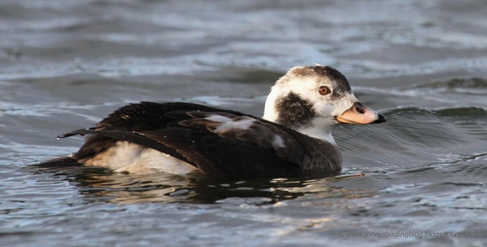 Long-tailed Duck