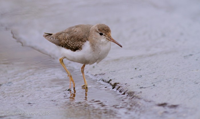 Spotted Sandpiper