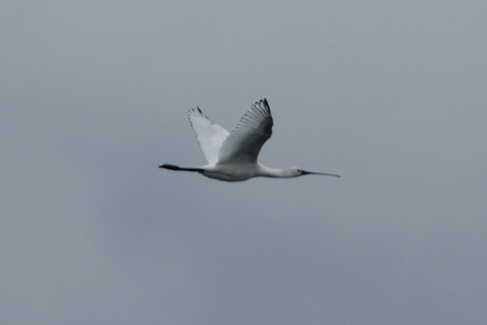 Spoonbill
