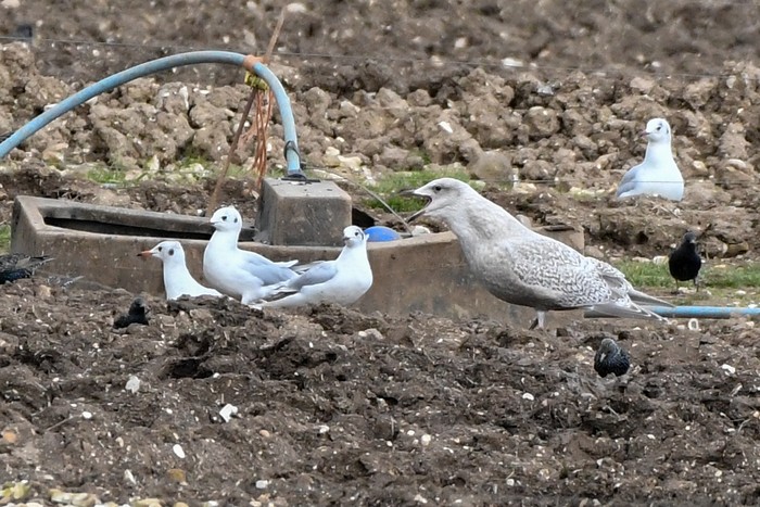 Thayer's Gull