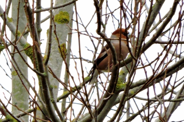 Hawfinch