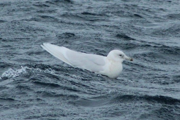 Iceland Gull