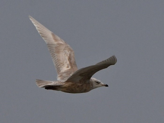 Kumlien's Gull