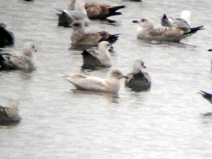 Iceland Gull