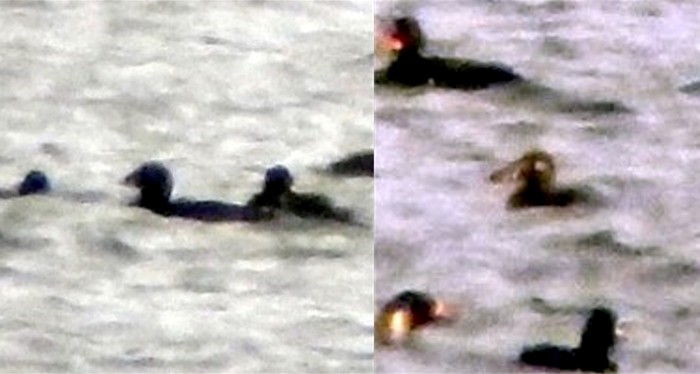 Surf Scoter