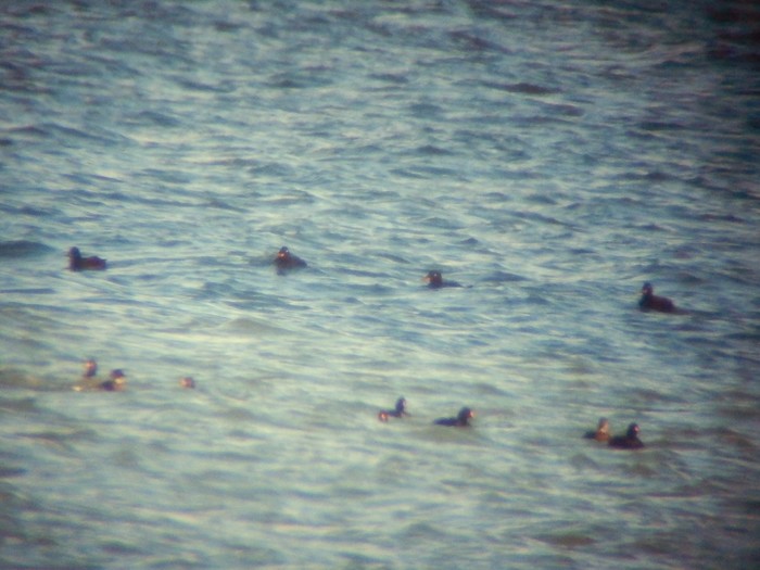 Velvet Scoter