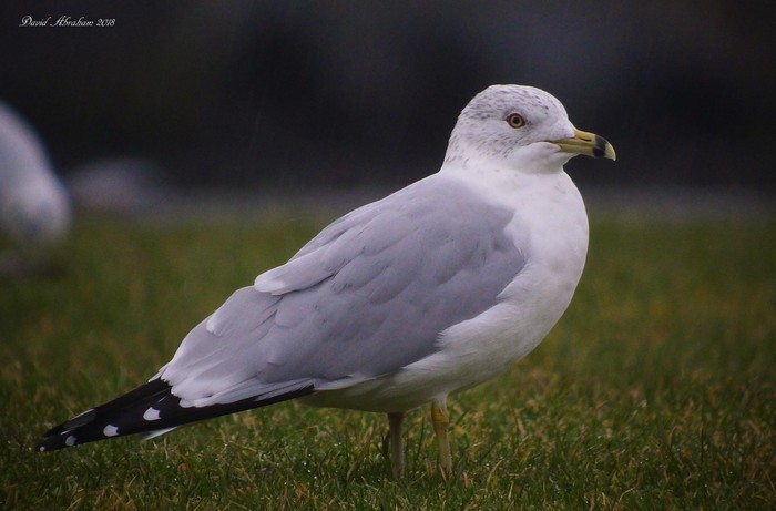 Ring-billed Gull