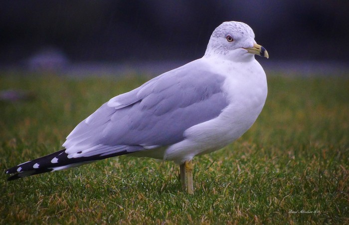 Ring-billed Gull