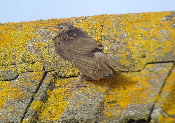 Rose-coloured Starling