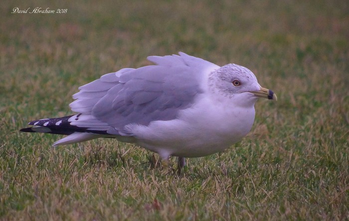 Ring-billed Gull