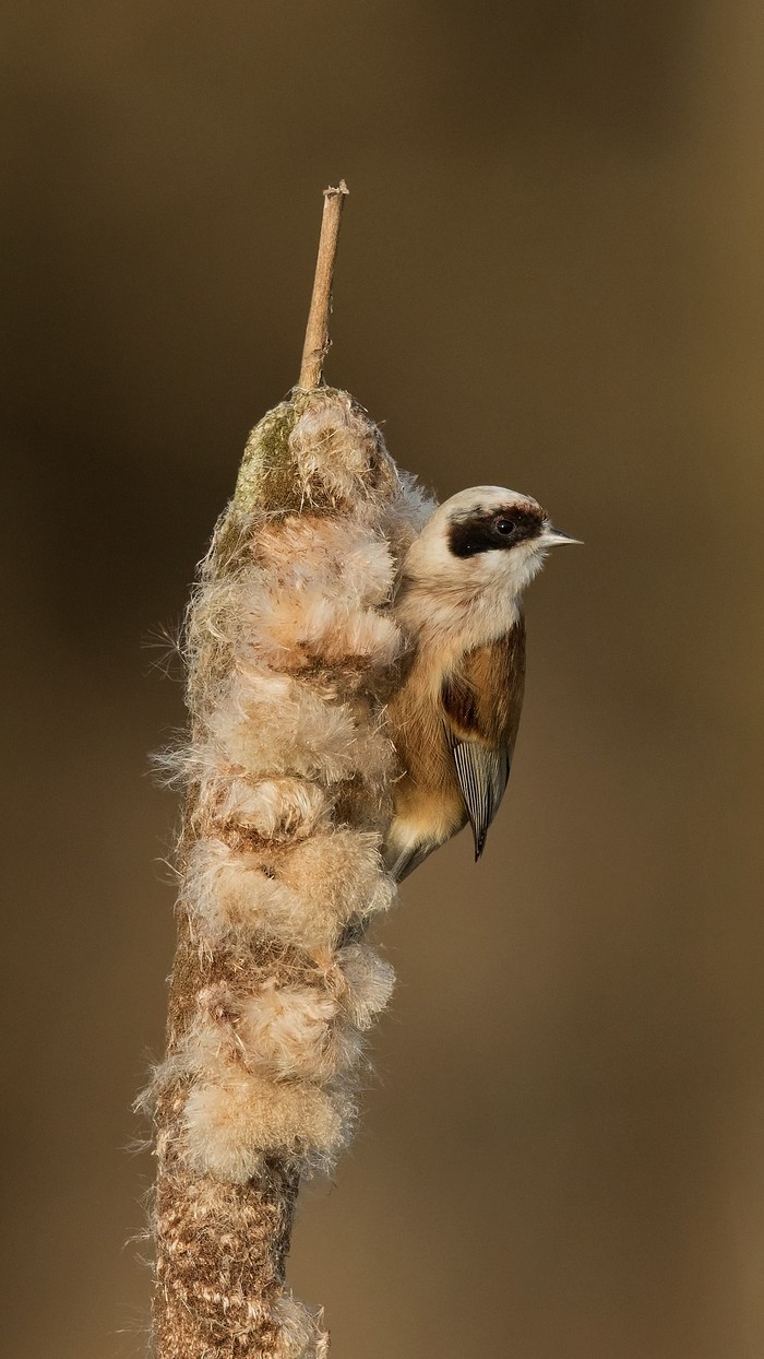 Penduline Tit