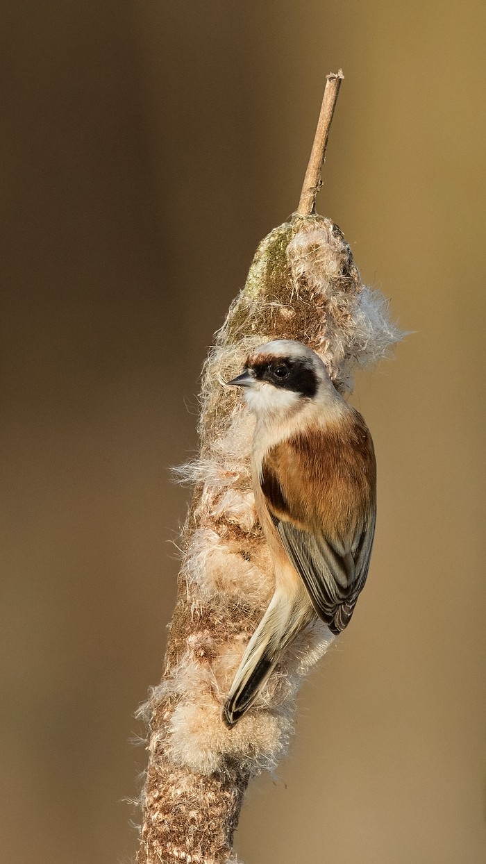 Penduline Tit