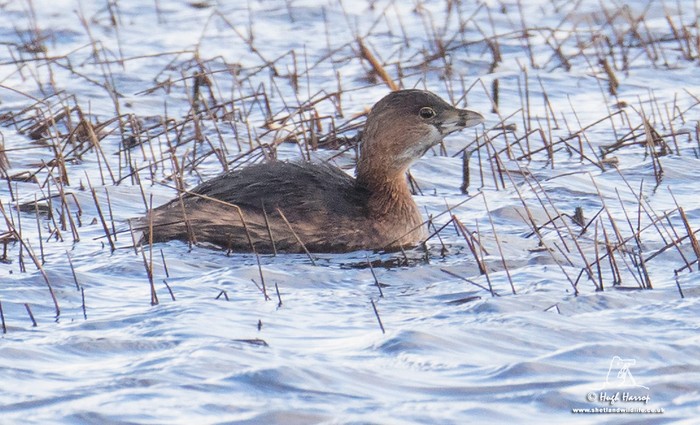 Pied-billed Grebe