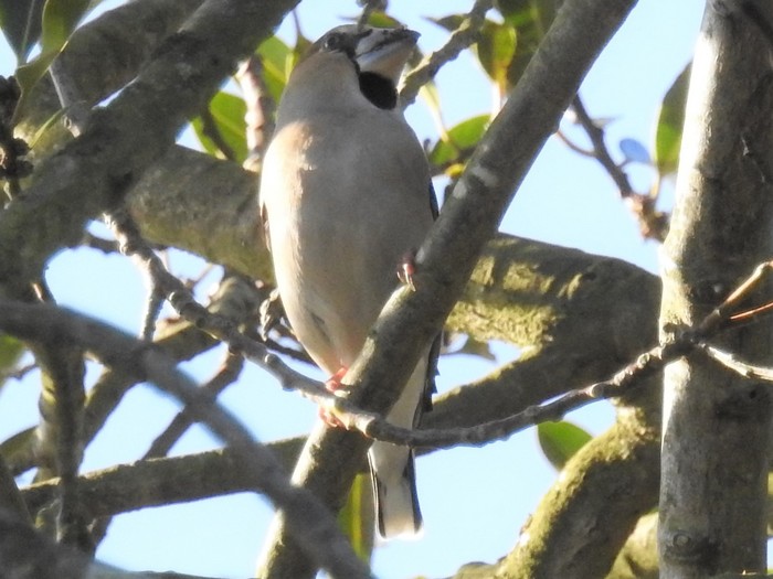 Hawfinch