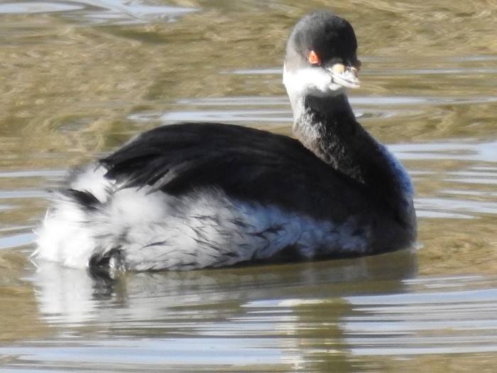 Black-necked Grebe