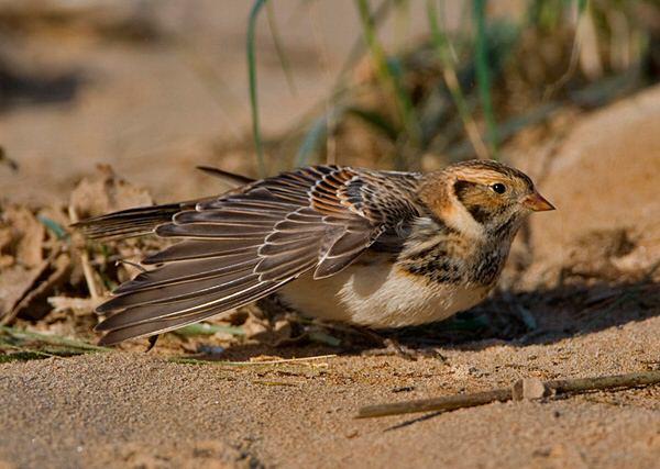 Lapland Bunting