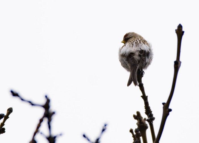 Coues's Arctic Redpoll