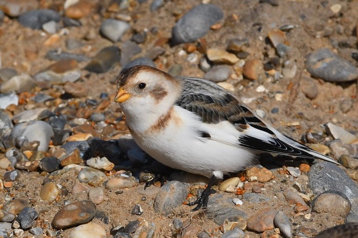 Snow Bunting